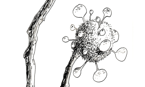 Champignon #21