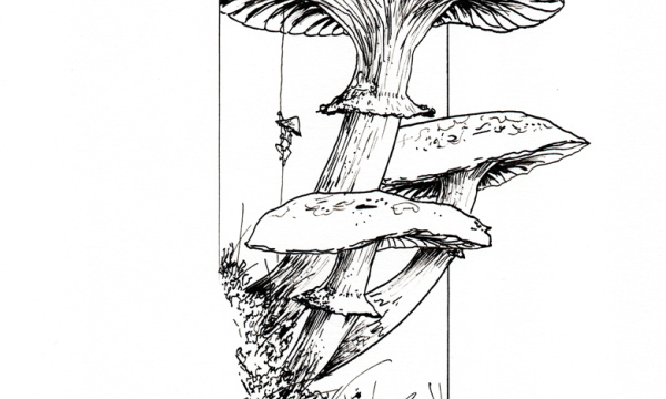 Champignon #34