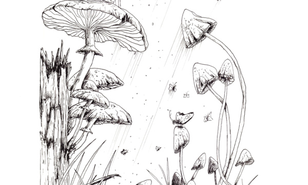 Champignon #32