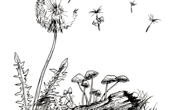 Champignon #17