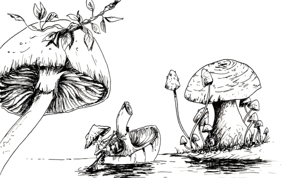 Champignon #11