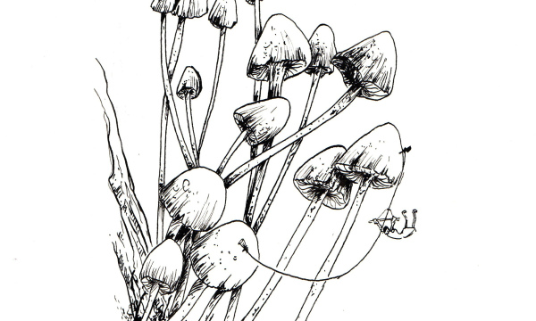 Champignon #10