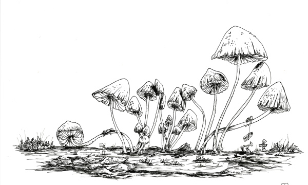 Champignon #22