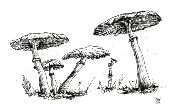 Champignon #16