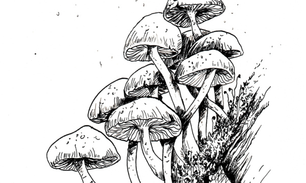 Champignon #02